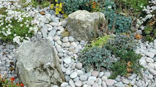 Light gray pebbles and low-growing plants in a rockery