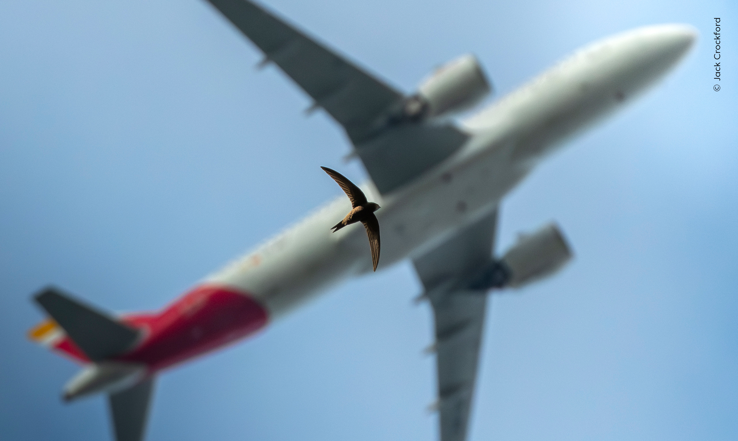 A bird in sharp focus flying in front of a large, blurred commercial airplane against a clear blue sky