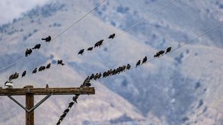 Birds sitting on electrical wires