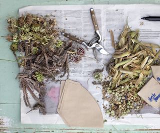 Flatlay of seed pods and labels