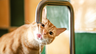 Ginger cat drinking water from a tap