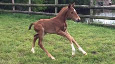 Embryo-transfer-foal-5e7552a2-704a-4407-9548-7d6228d97c7f.jpg