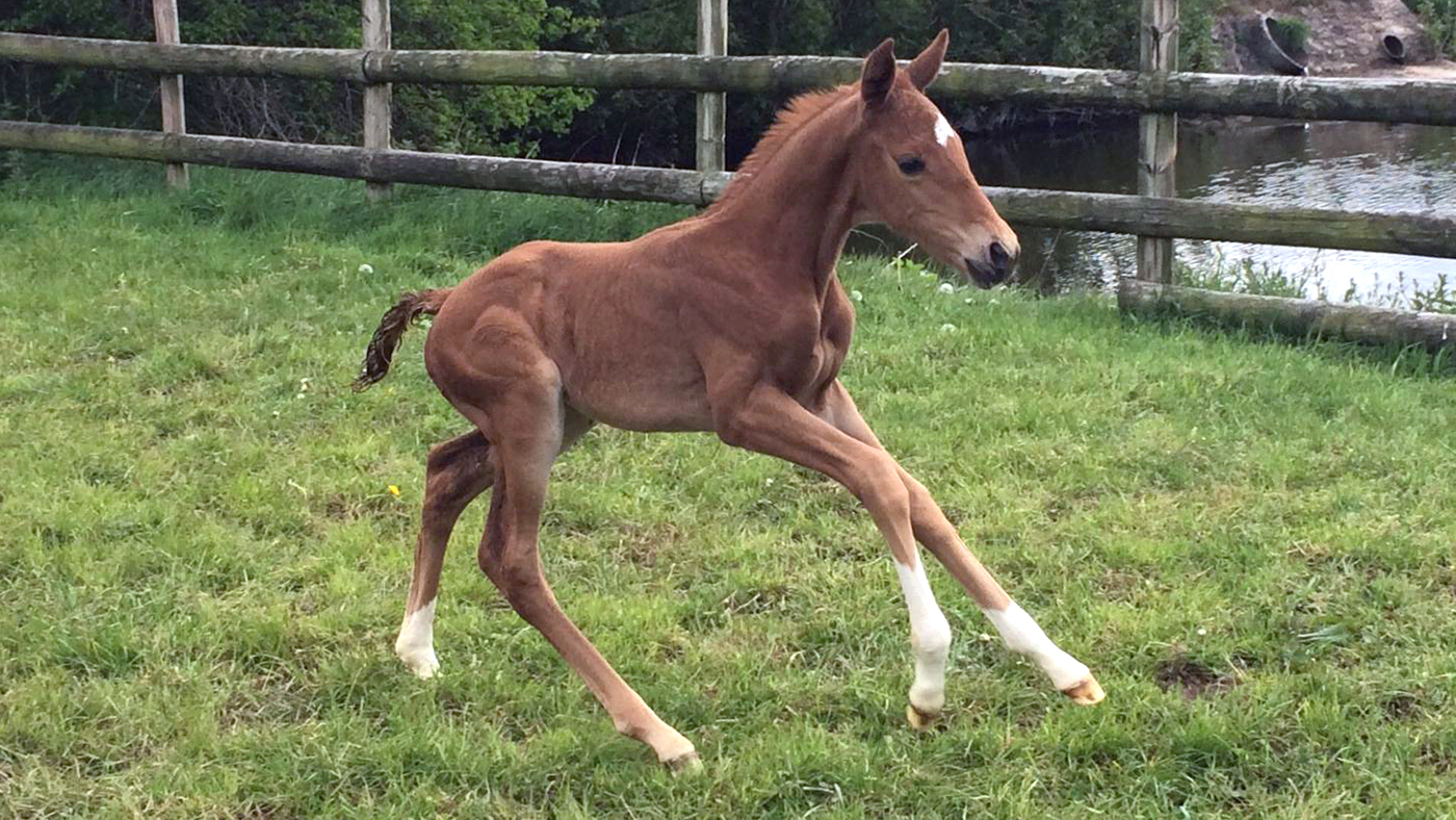 Embryo-transfer-foal-5e7552a2-704a-4407-9548-7d6228d97c7f.jpg
