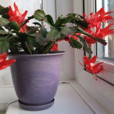 Red flowering Christmas cactus houseplant growing in purple pot on windowsill