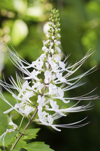 White Cat Whisker Plant