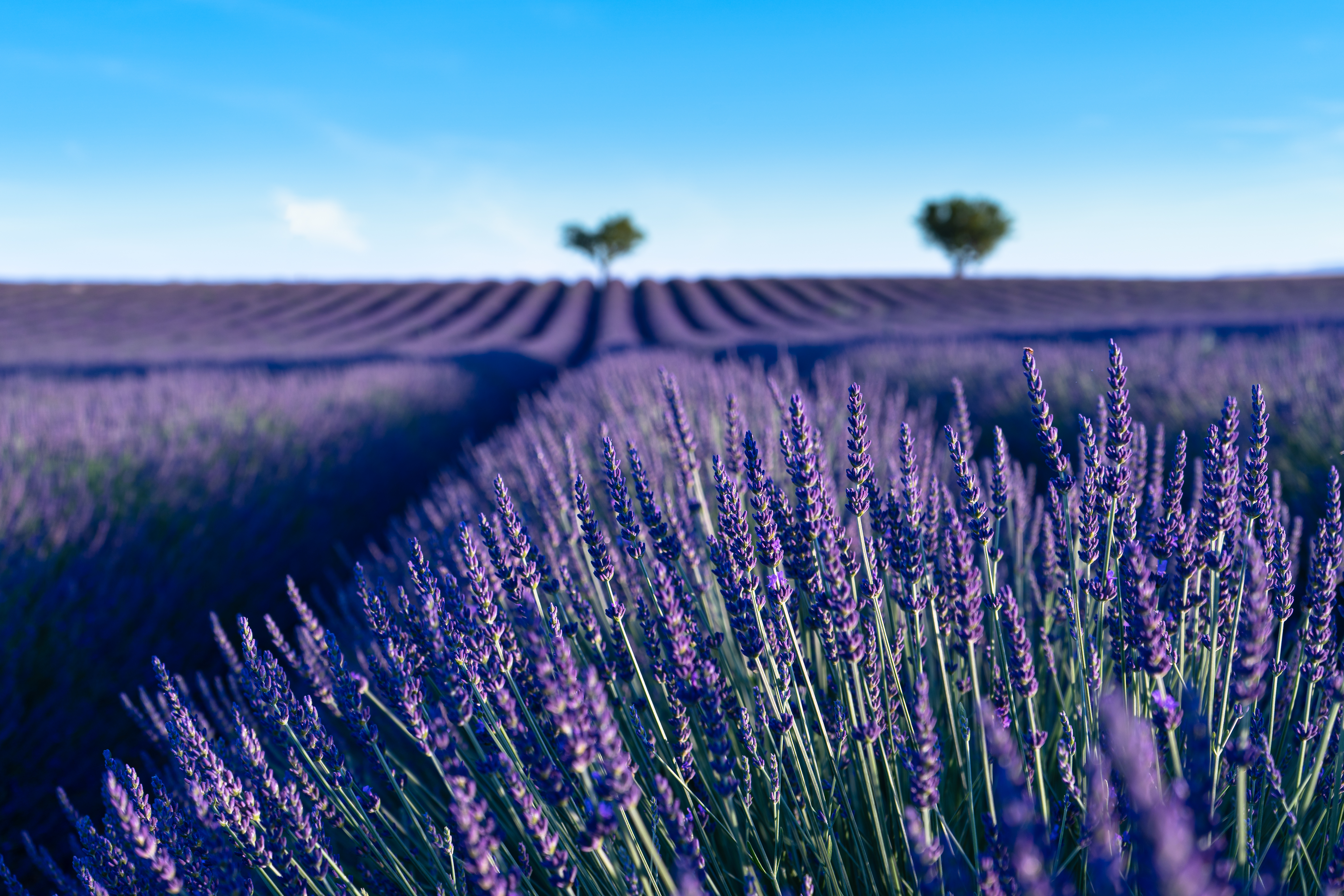 lavender provence