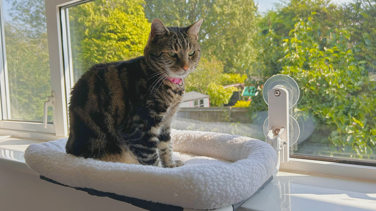 Nala sitting on the Zakkart Window Hammock which is attached onto a window overlooking a garden and trees