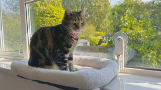 Nala sitting on the Zakkart Window Hammock which is attached onto a window overlooking a garden and trees