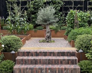 small olive tree, steps and vegetable garden