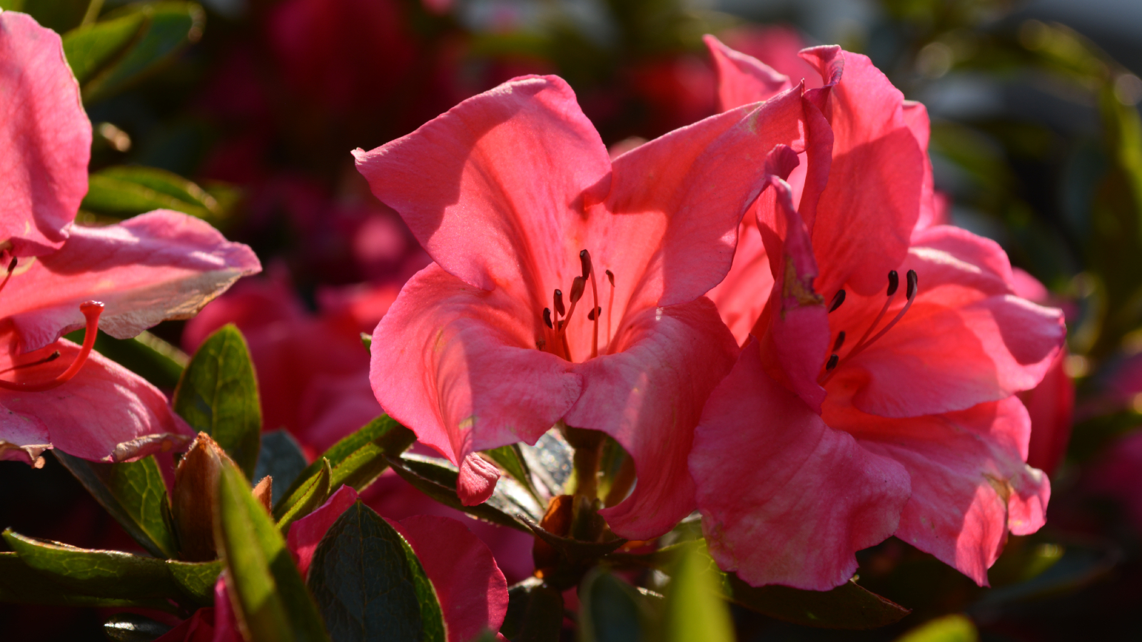 Bright salmon-pink azalea flowers