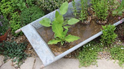 A water trough filled with pond plants at Chelsea Flower Show (an example of rain harvesting)
