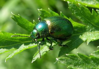 tansy beetle