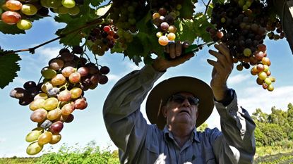 Grape producer Luis Zambrana harvests grapes at a vineyard in Valle de la Concepcion community, some 30 km from Tarija, Bolivia on March 27, 2021