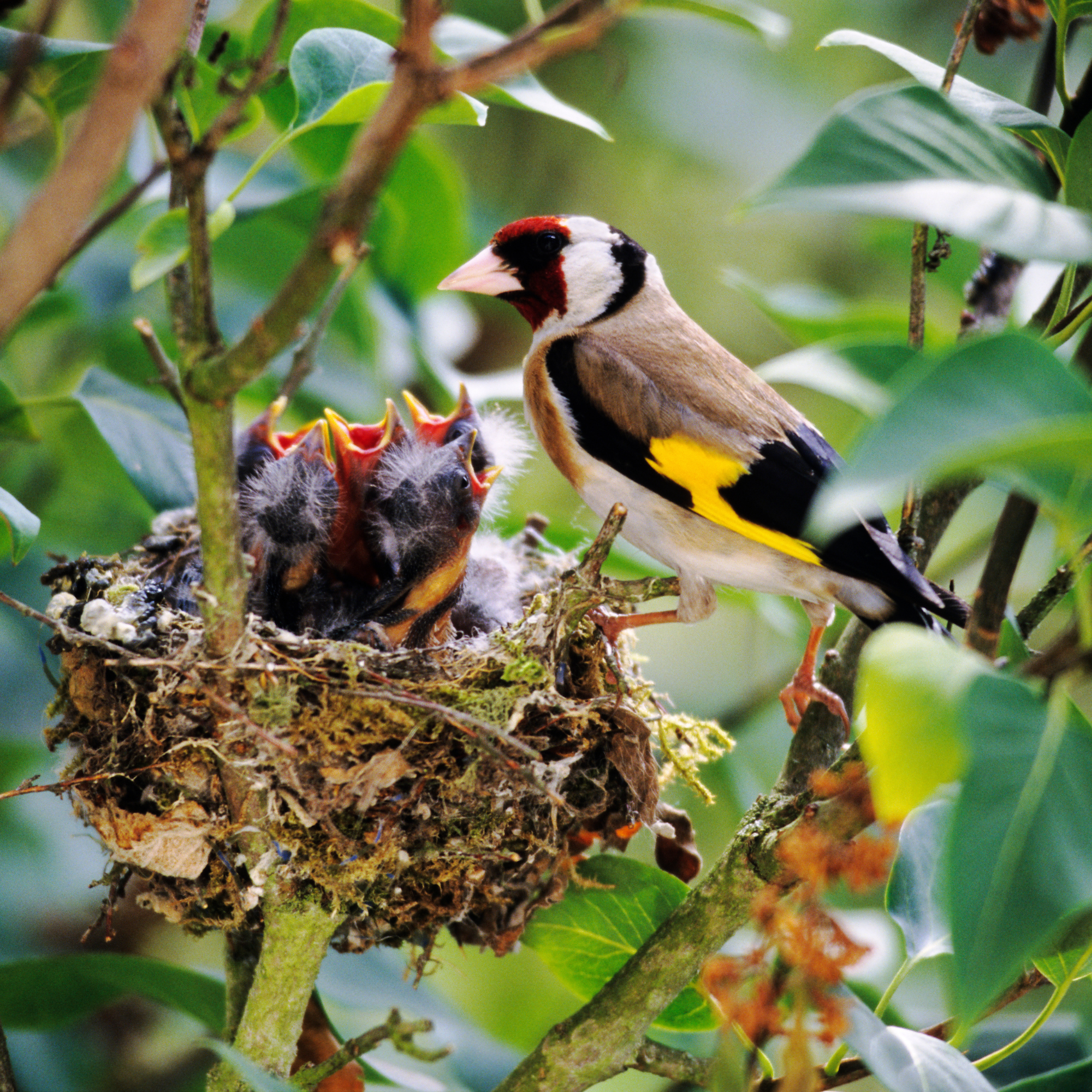 Goldfinch feeding her nest of chicks.