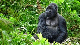 A silverback mountain gorilla in Rwanda