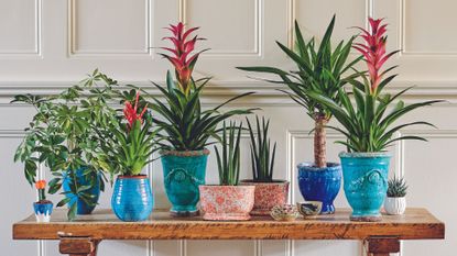 table with various houseplants to support an expert guide to answer how often should you water indoor plants