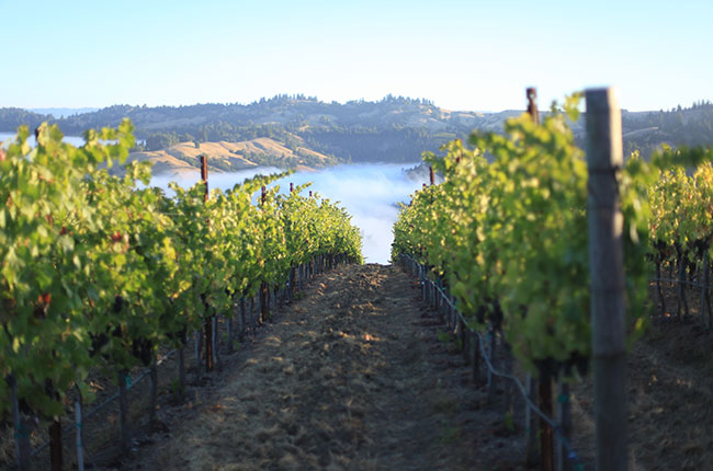 Five Sonoma AVAs to know