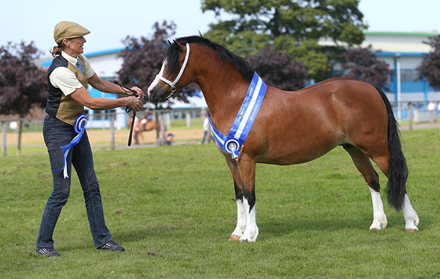 Manorlea Maisie May owned by Mr &amp;amp; Mrs C Abel win the HORSE OF THE YEAR SHOW CUDDY SUPREME IN-HAND CHAMPIONSHIP QUALIFIER at the Scottish Horse Show 2017