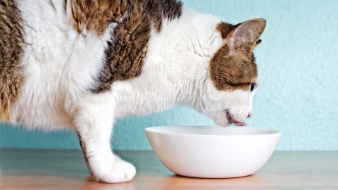 How to stop a cat from spilling their water bowl | PetsRadar