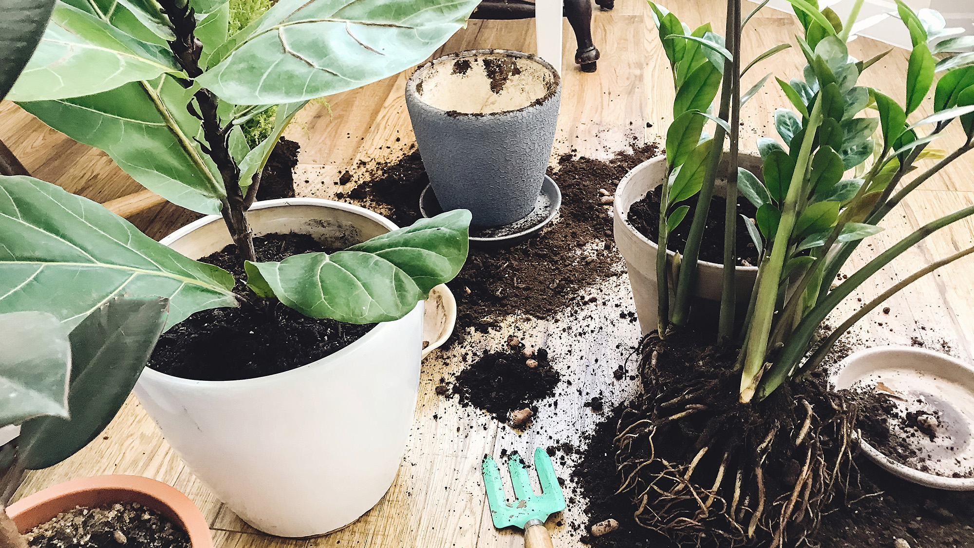 Repotting plants