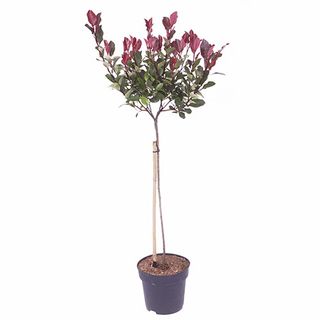 Standard Photinia 'red Robin' Tree