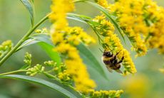 Bee on Goldenrod flower