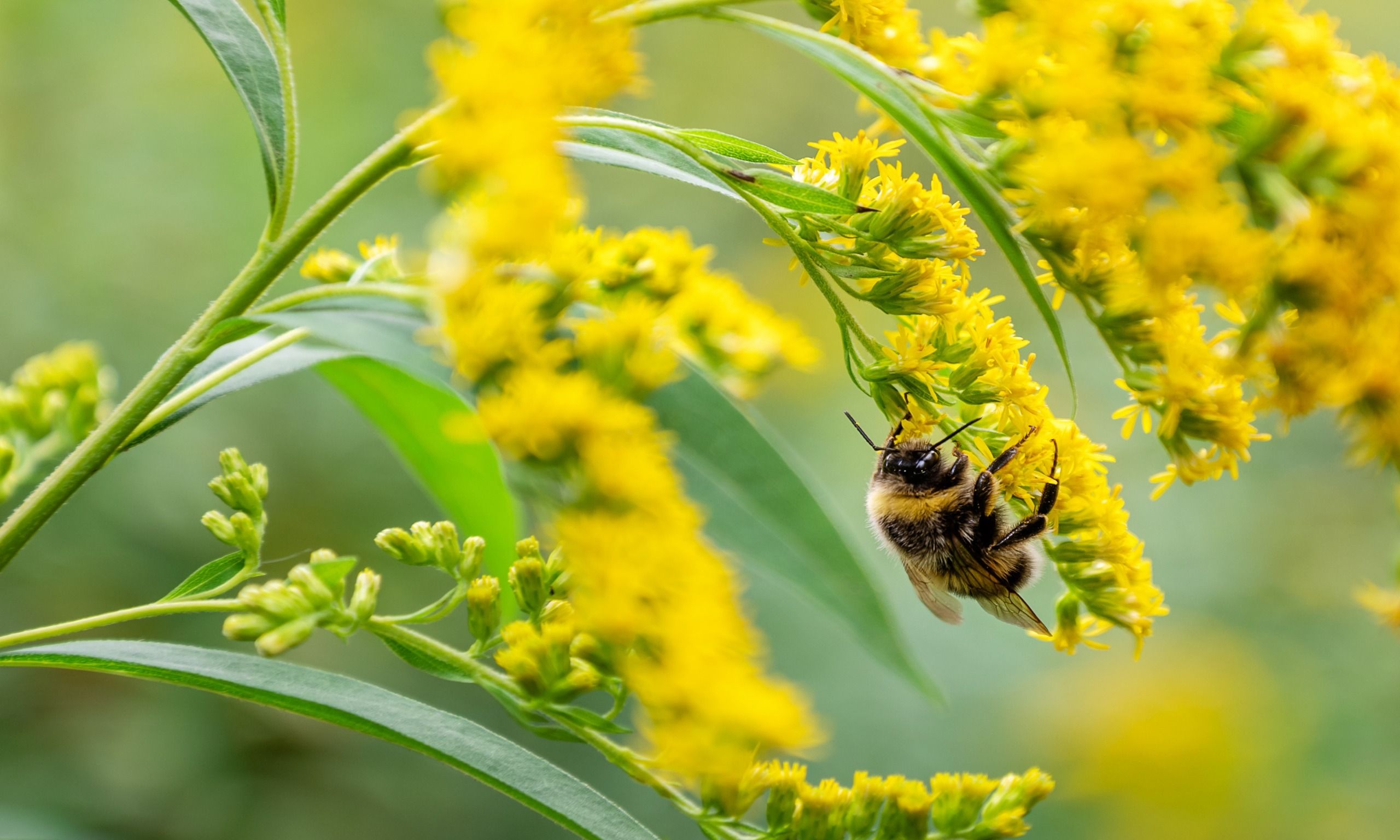 Bees Swarm To This Flower In October For Vibrant, Life-Giving Blooms – And it Deserves a Spot in Your Yard