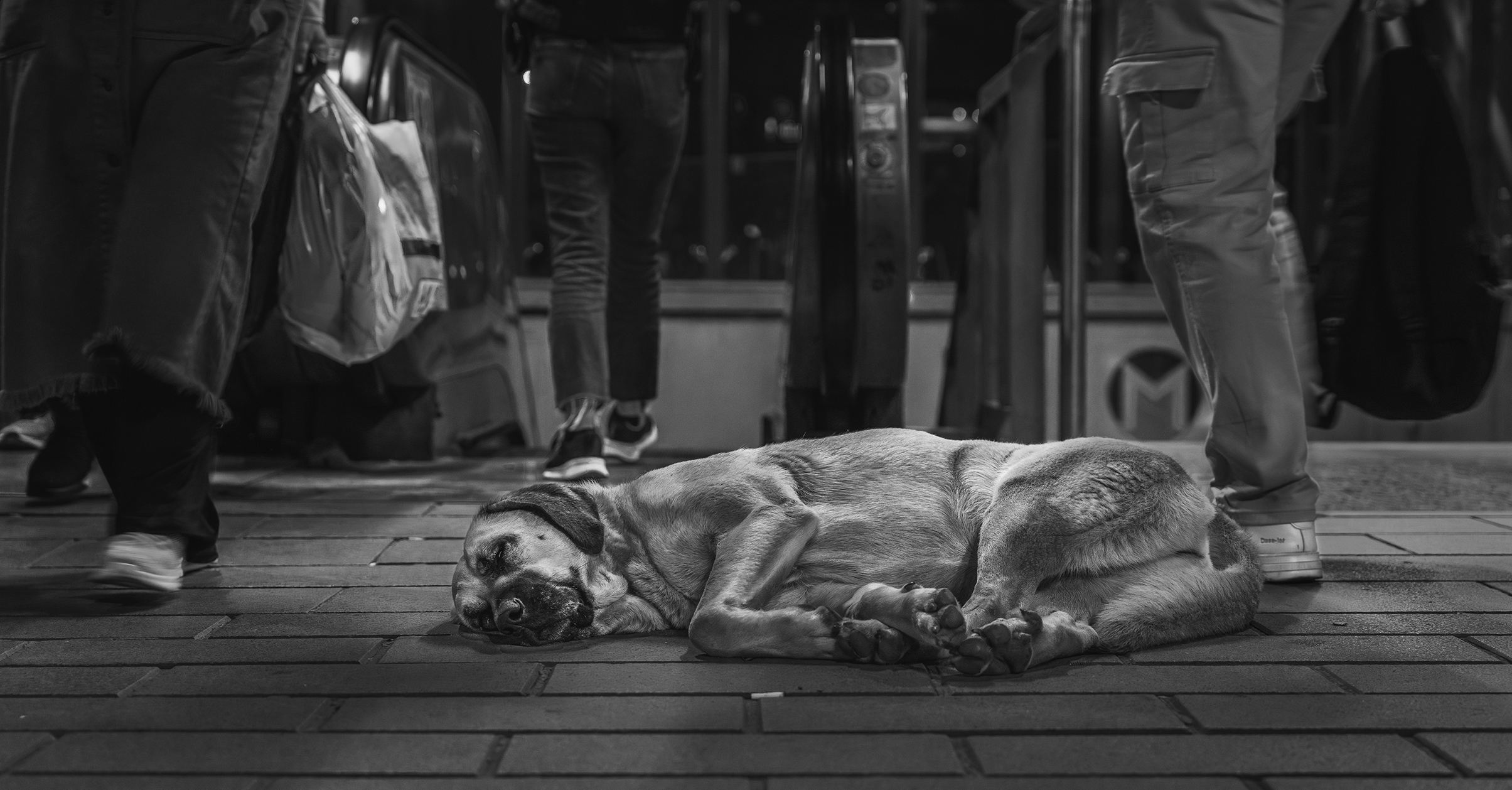 A street dog sleeps on a subway platform, surrounded by blurred commuters' legs. The black-and-white scene feels somber and isolated