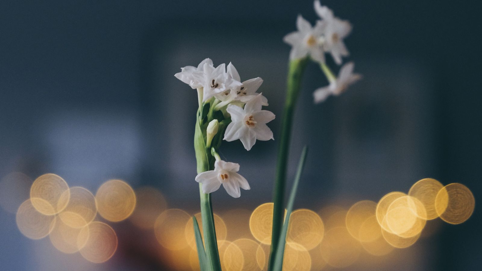 Paperwhite daffodil bulb centerpiece