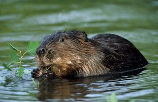 Eurasian beaver / European beaver (Castor fiber) feeding on leaves in pond,