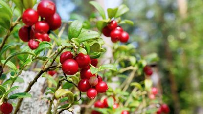 Cranberry plants growing and producing red fruit
