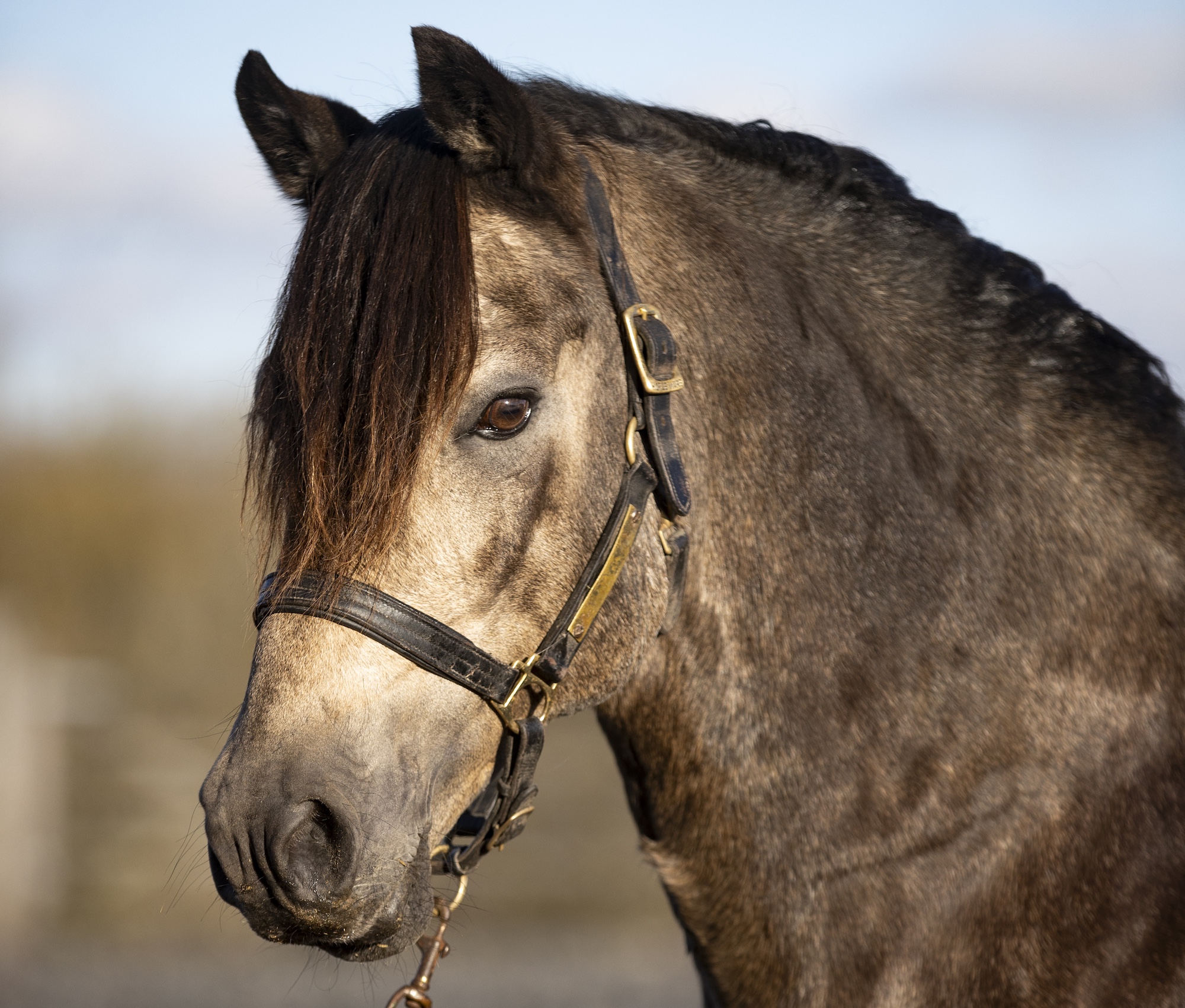 Dun pony head
