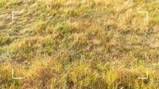 Patch of dry grass supporting guide on What to do if your lawn is yellow 