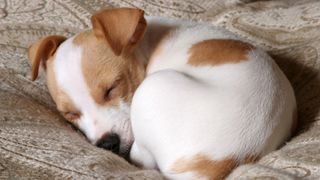 Dog curled up asleep