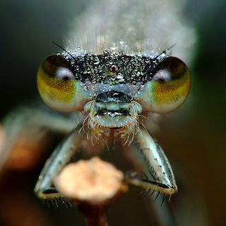 Miroslaw Swietek insect photography