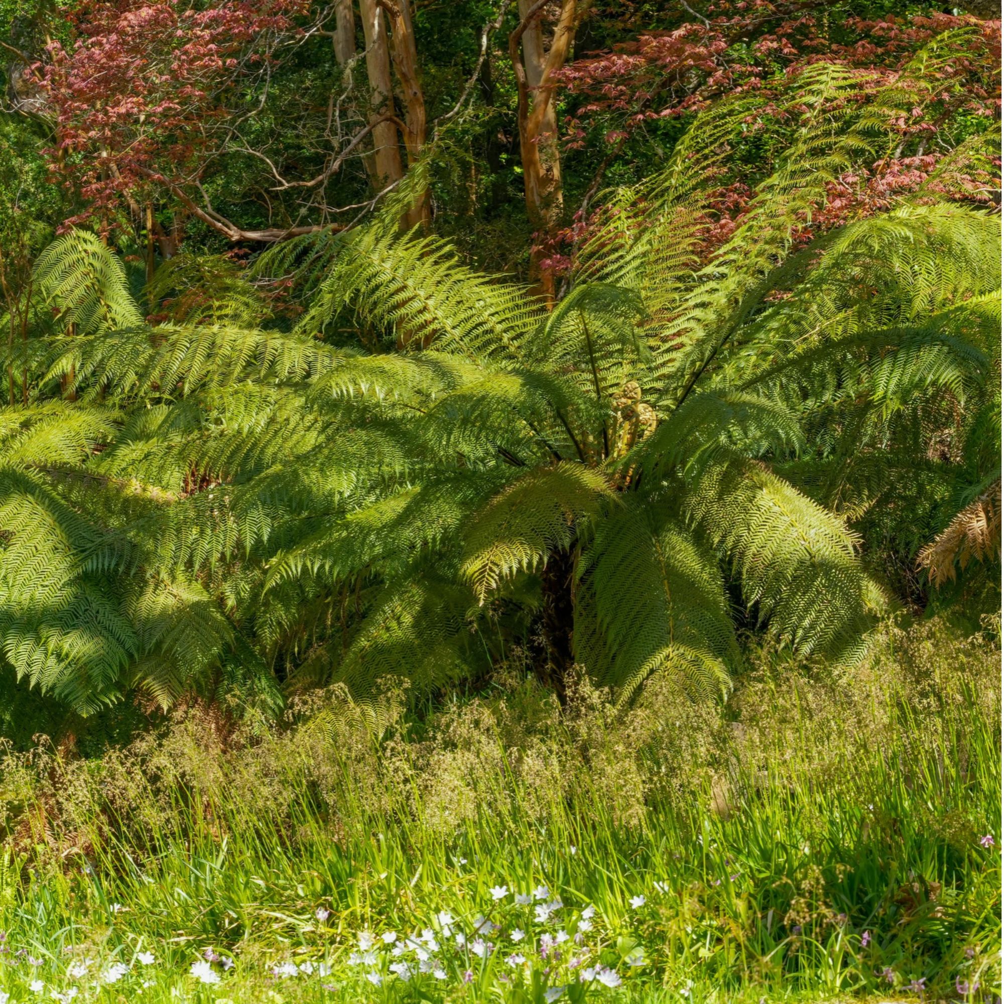 Dicksonia antarctica (tree ferns)