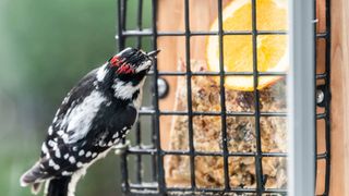 how to hang a bird feeder