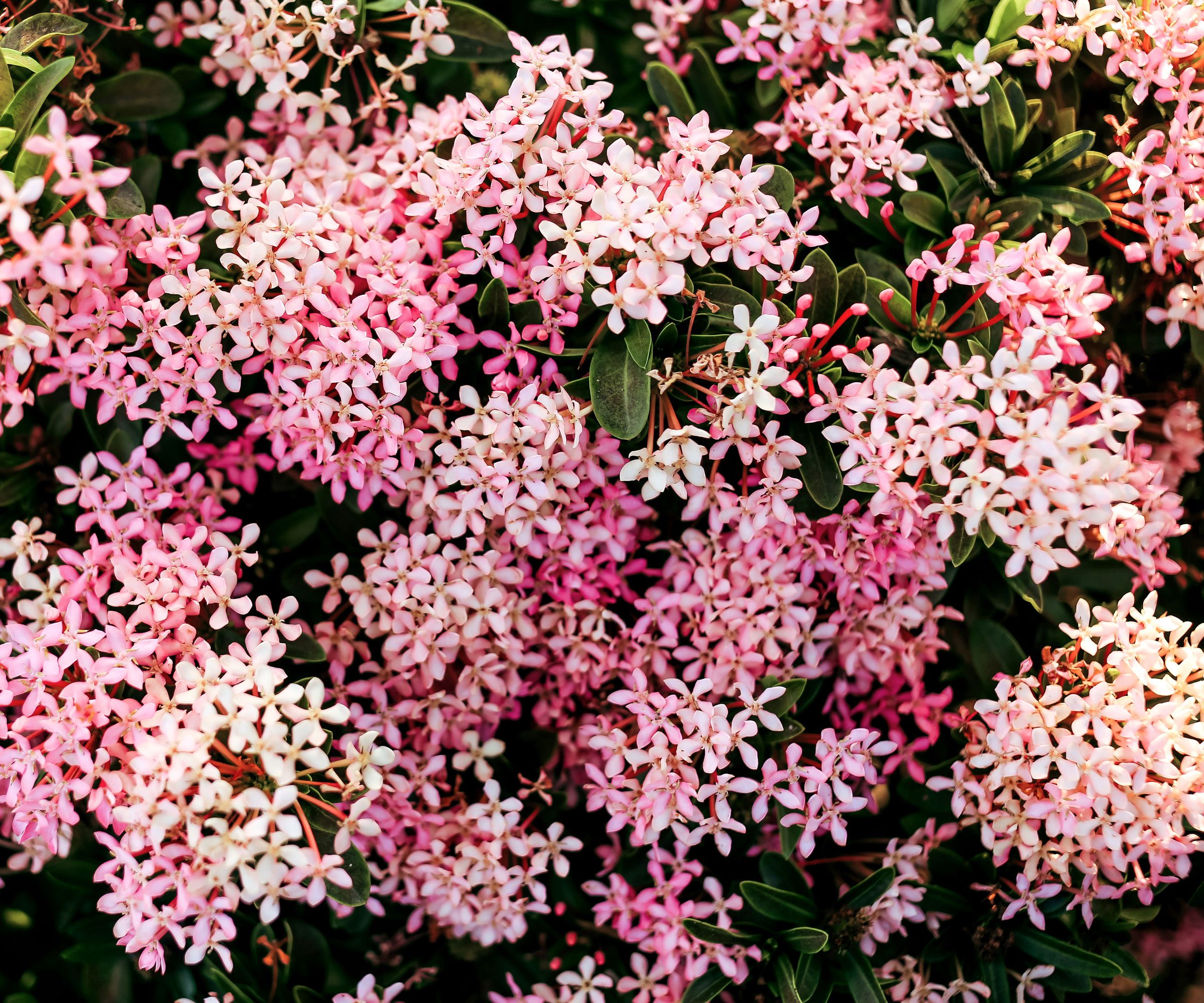 dwarf ixora plant with pinky white star-style flower clusters
