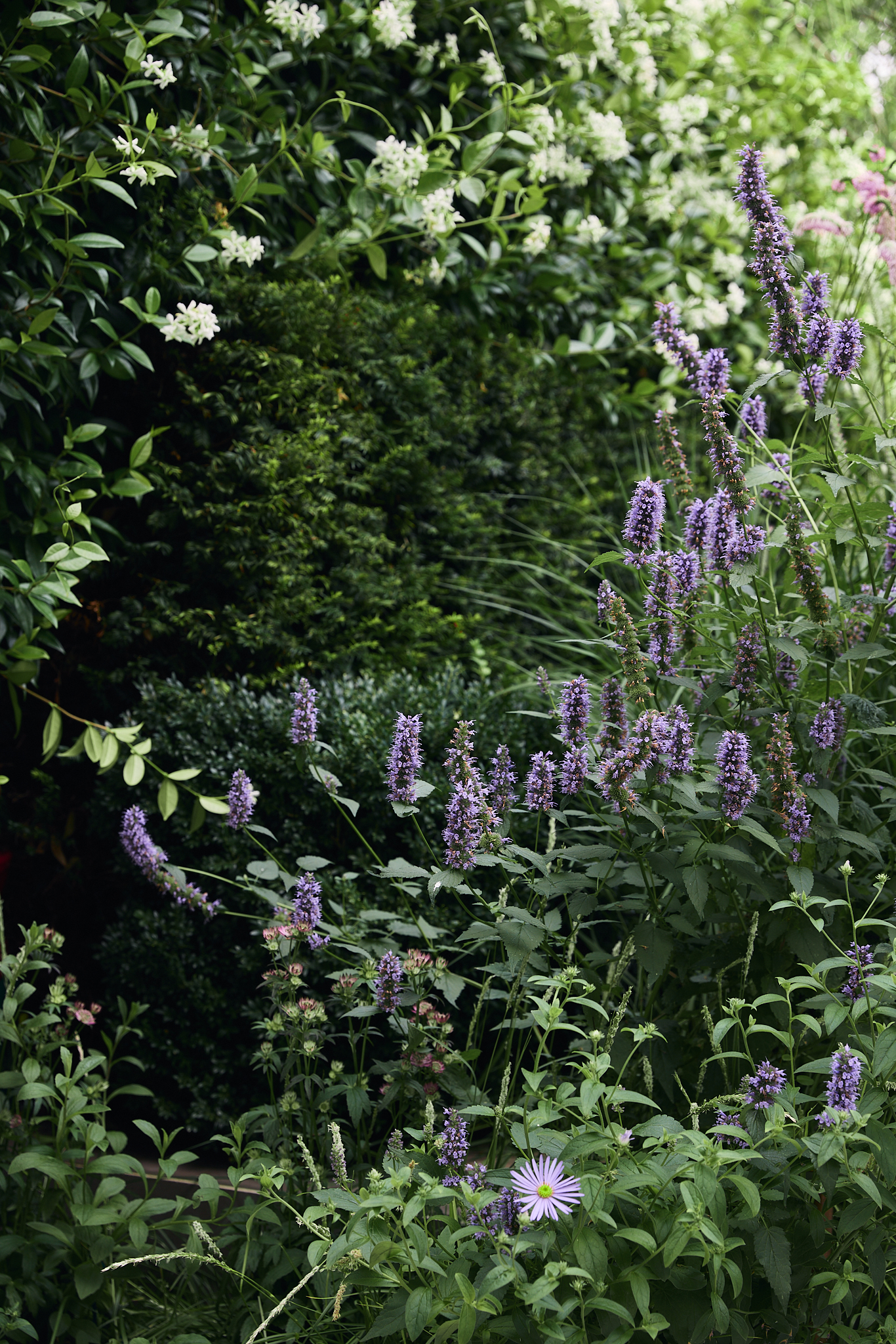a modern garden with lush planting, purple flowers, and sculptural landscaping