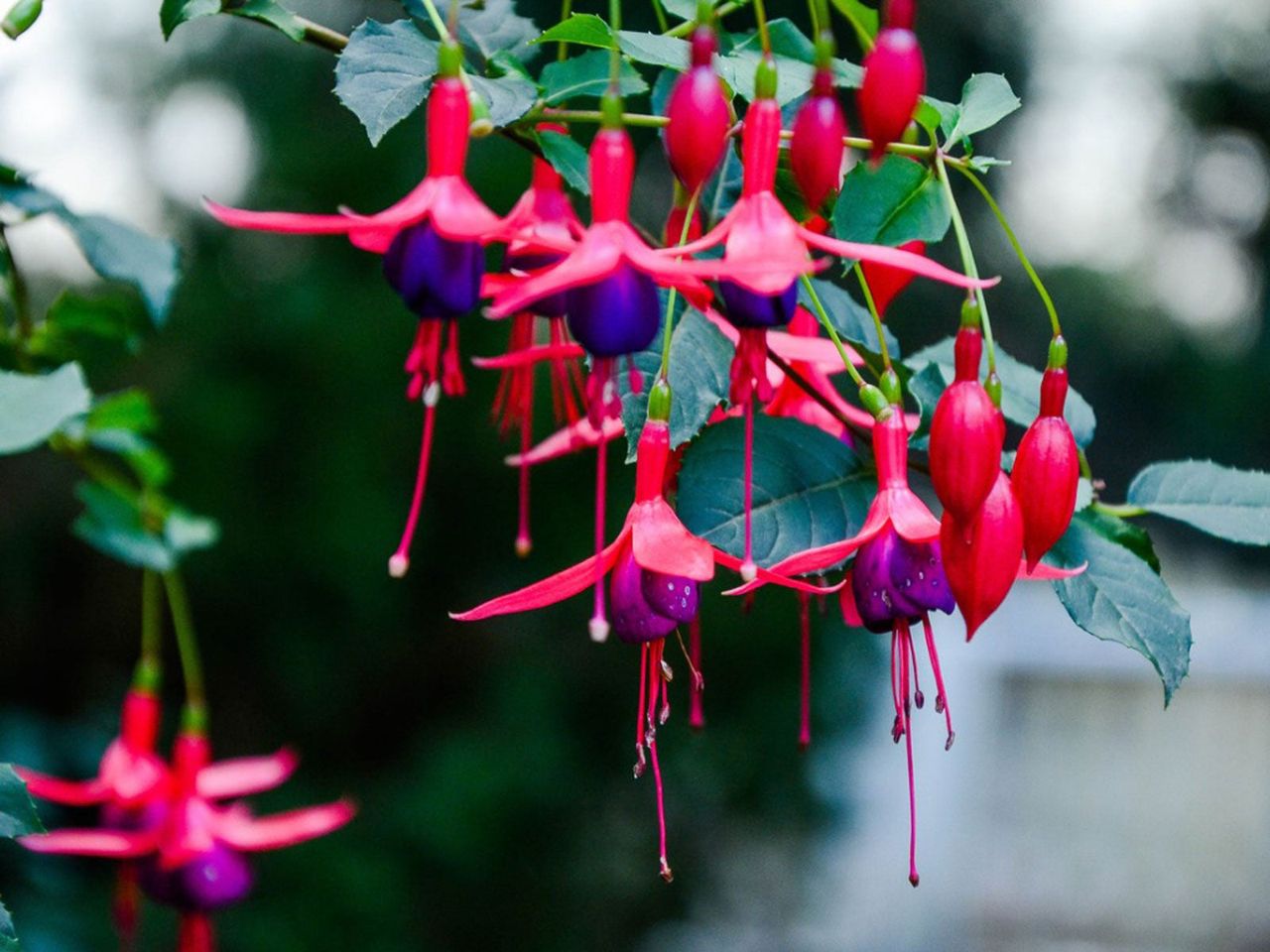 Fuchsia Plant