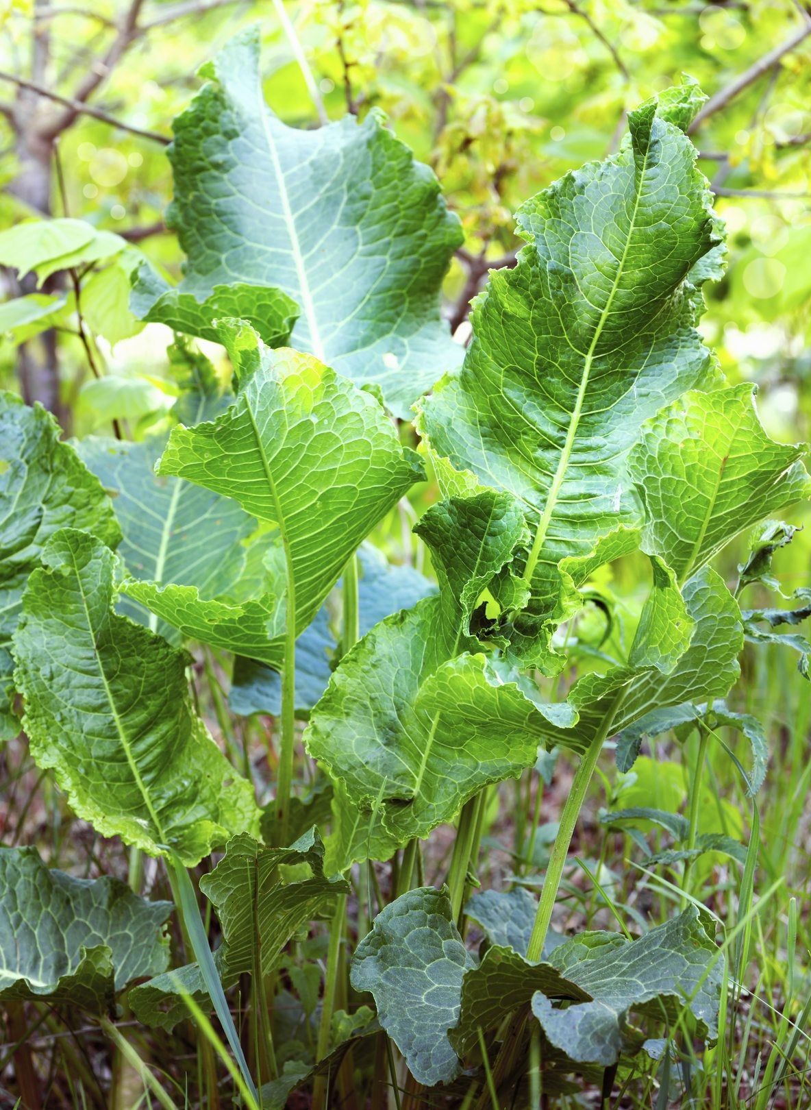 Companion Plants For Horseradish - Companions For Horseradish In The