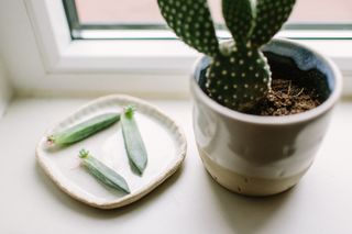 A cactus on a windowsill with leaf cuttings in a dish next to it
