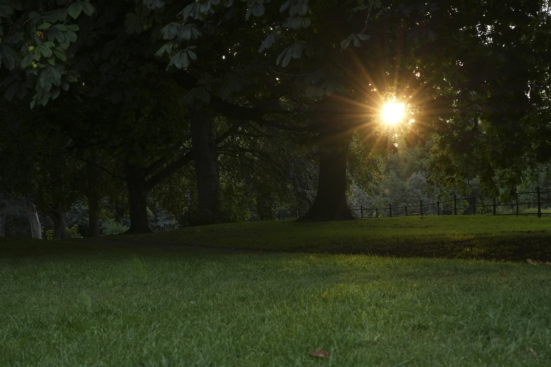 A tree lined public park with sunburst through the trees, taken with the Sony FE 20-70mm F4 lens and A7C R