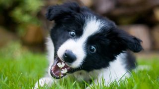 Puppy lying on the grass eating a flower