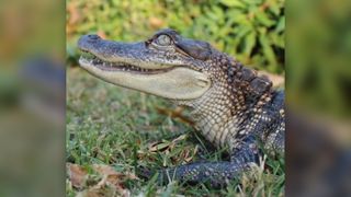 an alligator in the grass