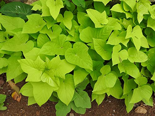 Marguerite Sweet Potato Vine, in 2.25 Inch Pot- Decorative Vine Only, Not Vegetable Producing (1)