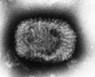 A smallpox virus