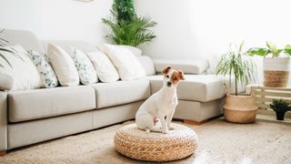 Jack Russell Terrier dog sitting on ottoman stool in living room