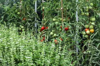 companion planting: basil and tomatoes in a garden