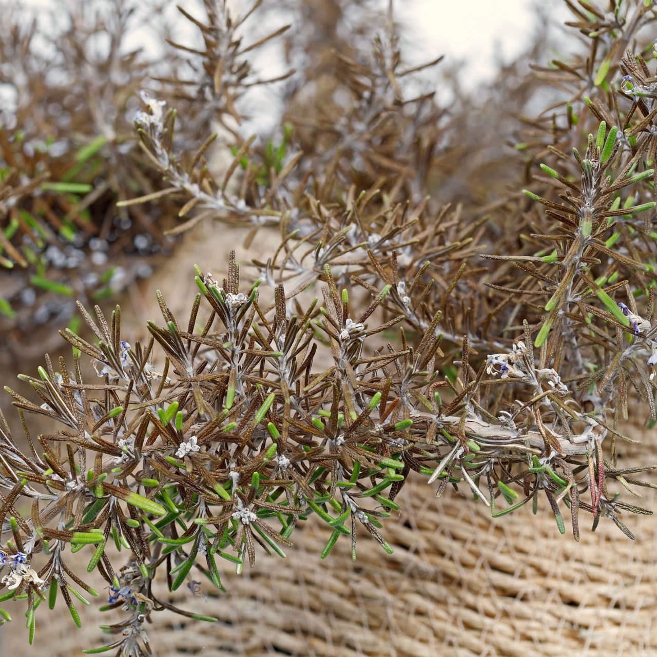 rosemary plant with brown tips and stems